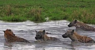 Benekli sırtlan, crocuta crocuta, su, Kenya, gerçek zamanlı 4 k Masai Mara parkında oynayan grup