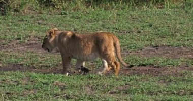 Afrika aslanı, savana ile yürüyüş erkek