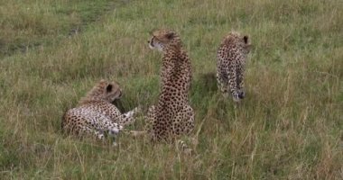 Çita, acinonyx jubatus, Yetişkin çimen, Masai Mara Park Kenya, gerçek zamanlı 4 k tutuyoruz