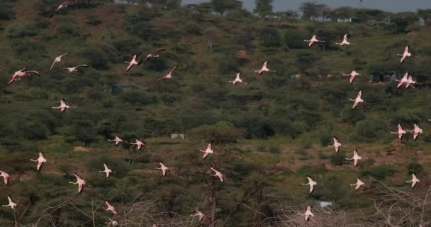 ケニア スローモーション 映像のボゴリア湖のコロニーからの離陸 飛行中小フラミンゴ マイナー Phoenicopterus グループします — ストック動画