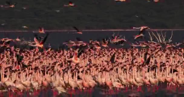 飛行中 植民地ケニアでは リアルタイム 映像のボゴリア湖で小フラミンゴ マイナー Phoenicopterus グループします — ストック動画