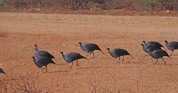 Guineafowls Vulturinos Acryllium Vulturinum Grupo Parque Samburu Quênia Tempo Real — Vídeo de Stock