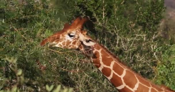 Síťovaná žirafy, giraffa camelopardalis reticulata, pár v parku Samburu v Keni, reálném čase 4k