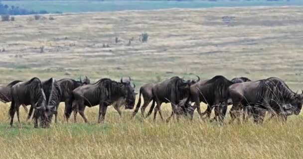 Blue Wildebeest Connochaetes Felrinus Herd Pool Masai Mara Park Kenya — стоковое видео