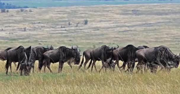 Wildebeest Azul Connochaetes Taurinus Rebaño Durante Migración Masai Mara Park — Vídeos de Stock