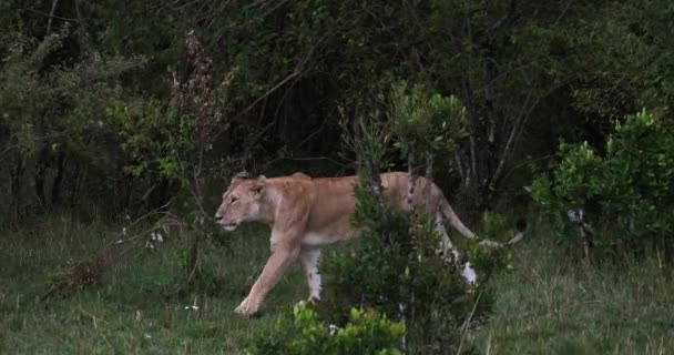 Lion africain, Homme marchant à travers la savane — Video