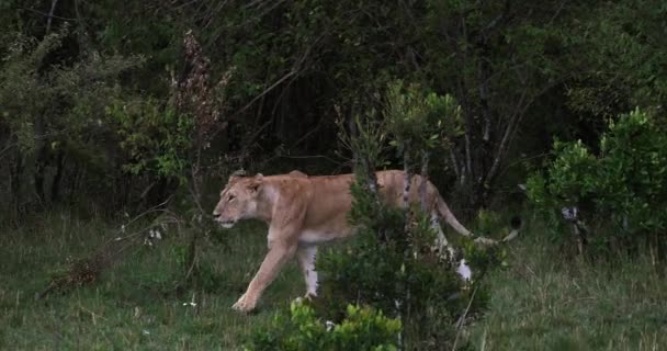 Afrikanska lejon, hane går genom Savanna — Stockvideo