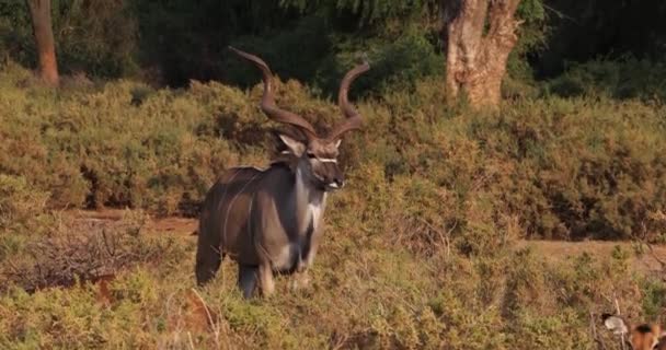 Större Kudu Tragelaphus Strepsiceros Manliga Stående Buske Samburu Park Kenya — Stockvideo