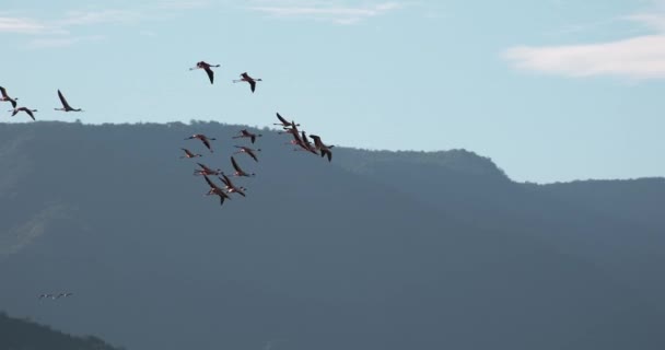 Mindere Flamingos Phoenicopterus Mineur Groeperen Vlucht Kolonie Aan Bogoria Meer — Stockvideo