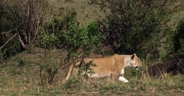 León africano, Hombre caminando a través de Savanna — Vídeos de Stock