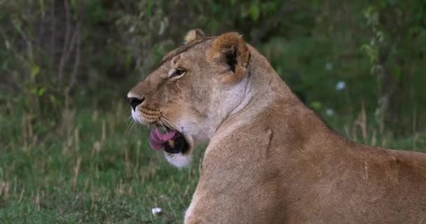 León africano, Hombre caminando a través de Savanna — Vídeos de Stock