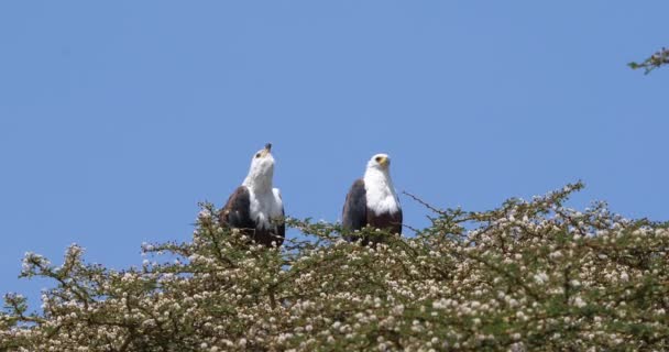 Afrikanische Fischadler Halaeetus Vozifer Singendes Paar Der Baumkrone Naivascha See — Stockvideo