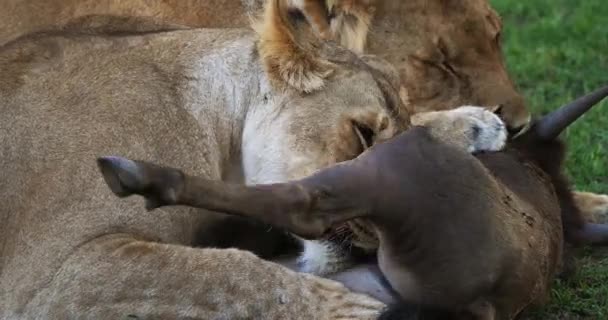 Leones Africanos Mujeres Comiendo Una Matanza Wildebest Masai Mara Park — Vídeos de Stock