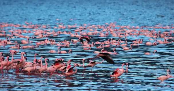 Lesser Flamingo Phoenicopterus Minor Group Flight Taking Water Colony Bogoria — стоковое видео