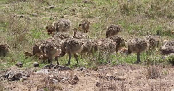 Strutsar Struthio Camelus Kycklingar Går Genom Savannah Nairobi National Park — Stockvideo