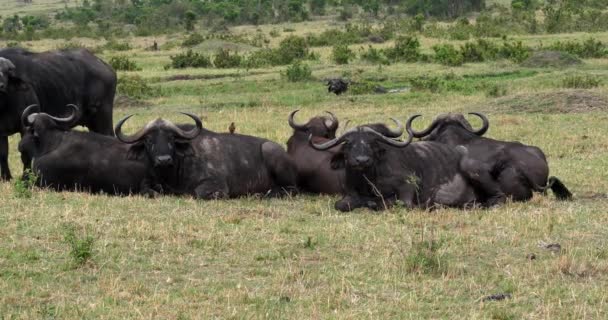 Afrikanska Bufflar Syncerus Caffer Gruppera Vila Masai Mara Park Kenya — Stockvideo
