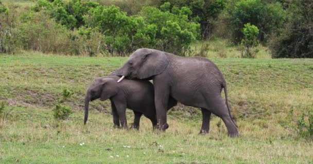 Afričtí sloni, loxodonta africana, telata, hraní, Park Masai Mara v Keni, reálném čase 4k