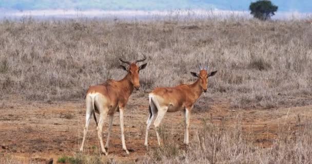 Hartebeests, alcelaphus buselaphus, Troupeau debout à Savane, Masai Mara Park, Kenya, en temps réel 4K 