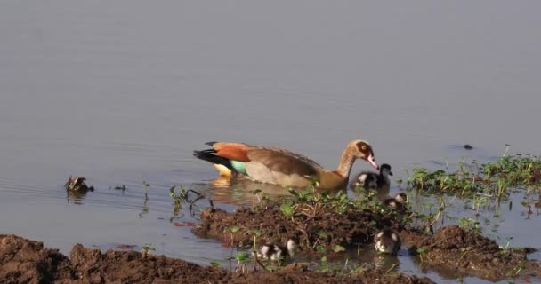 Ganso Egipcio Alopochen Aegyptiacus Adultos Goslings Tiempo Real — Vídeos de Stock