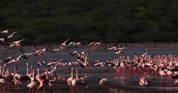 Μικρότερο Flamingoes Φοινικόπτερο Ελάσσονα Ομάδα Κατά Την Πτήση Βγάλσιμο Από — Αρχείο Βίντεο