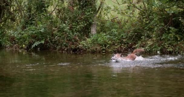 Red Fox Vulpes Vulpes Vuxen Korsar Floden Normandie Frankrike Slow — Stockvideo