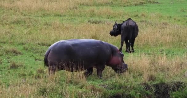 Hroch Hippopotamus Amphibius Skupina Stojící Řece Park Masai Mara Keni — Stock video