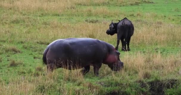 Гиппопотамус Амфибия Гиппопотама Группа Стоящая Реке Парк Масаи Мара Кении — стоковое видео