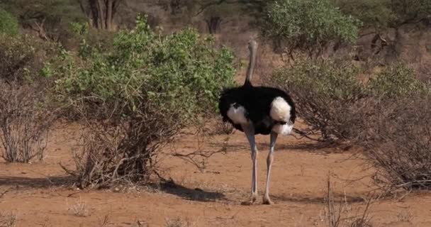 Σομαλίας Στρουθοκαμήλου Struthio Camelus Molybdophanes Αρσενικό Τρώει Θάμνο Samburu Πάρκου — Αρχείο Βίντεο