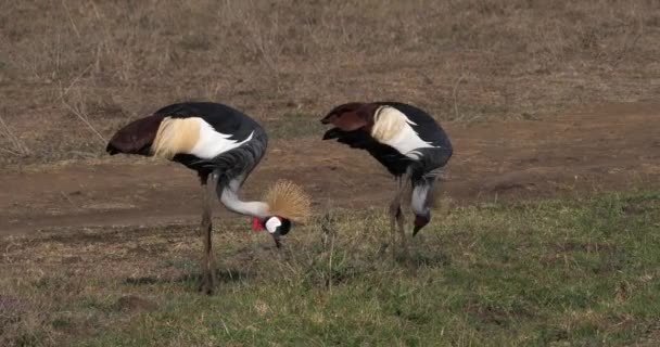 Grey Crowned Cranes Balearica Regulorum Pair Nairobi Park Kenya Real — Stock Video
