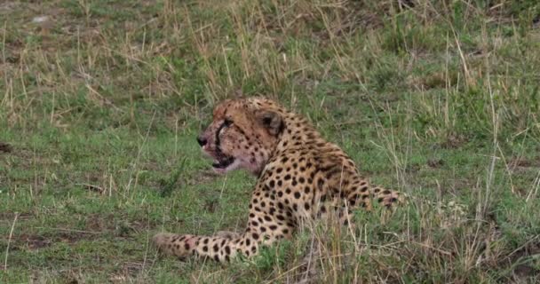Cheetah Acinonyx Jubatus Masai Mara Park Kenia Tiempo Real — Vídeos de Stock