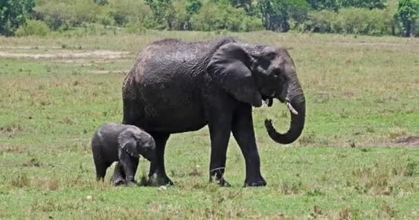 Elefantes Africanos Loxodonta Africana Mãe Bezerro Parque Masai Mara Quênia — Vídeo de Stock
