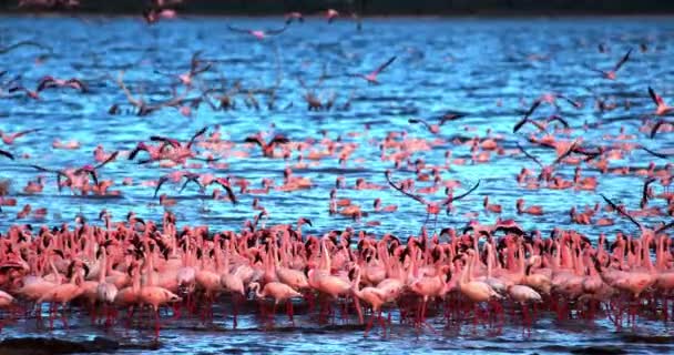 Lesser Flamingos Phoenicopterus Minor Grupp Flykt Lyfter Från Vattnet Koloni — Stockvideo