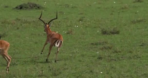 Impala, aepyceros melampus, Troupeau de femelles, Course à pied masculine, Parc Masai Mara au Kenya, En temps réel 4K 