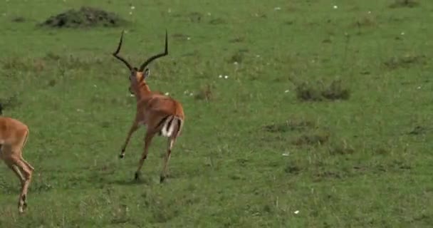 インパラ Aepyceros 雌の群れ 男性を実行して リアルタイム ケニアのマサイマラ公園 — ストック動画