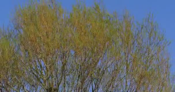 Pollard Willow Salix Alba Rüzgar Yaprakları Normandiya Gerçek Zamanlı — Stok video