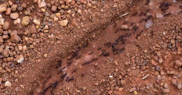 Formigas Masai Mara Park Quênia Tempo Real — Vídeo de Stock