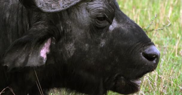 Afrikansk Buffel Syncerus Caffer Vuxen Som Grubblar Masai Mara Park — Stockvideo