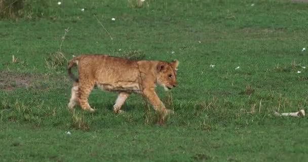 Afrikanska lejon, hane går genom Savanna — Stockvideo