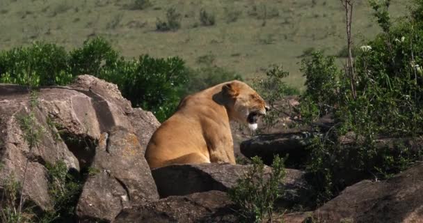 Afrikanska lejon, hane går genom Savanna — Stockvideo