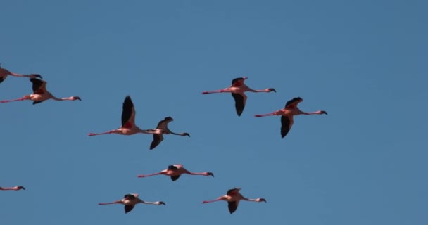 Flamencos Menores Phoenicopterus Minor Grupo Vuelo Colonia Lago Bogoria Kenia — Vídeos de Stock
