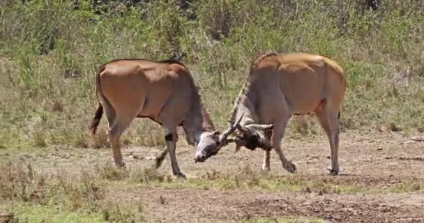 Cape Eland, taurotragus oryx, Combat des hommes, Nairobi Park au Kenya, Masai Mara Park au Kenya, en temps réel 4K 