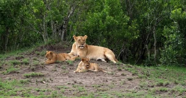 Afrikanska lejon, hane går genom Savanna — Stockvideo