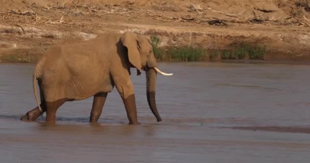 Afrikaanse Olifant Loxodonta Africana Vrouwelijke Overstekende Rivier Samburu Park Kenia — Stockvideo