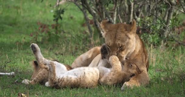 León africano, Hombre caminando a través de Savanna — Vídeos de Stock