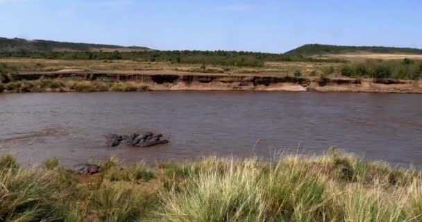 Landskap Mara River Masai Mara Park Kenya Realtid — Stockvideo