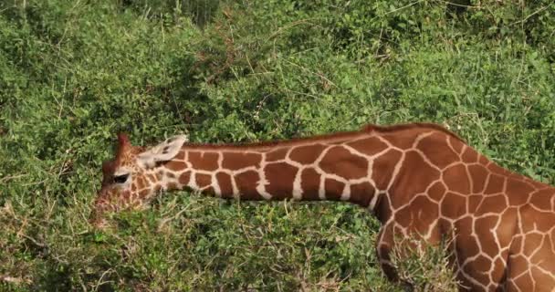 网纹长颈鹿 Giraffa 鹿豹座柑橘 成年食叶 肯尼亚桑布鲁公园 实时4K — 图库视频影像