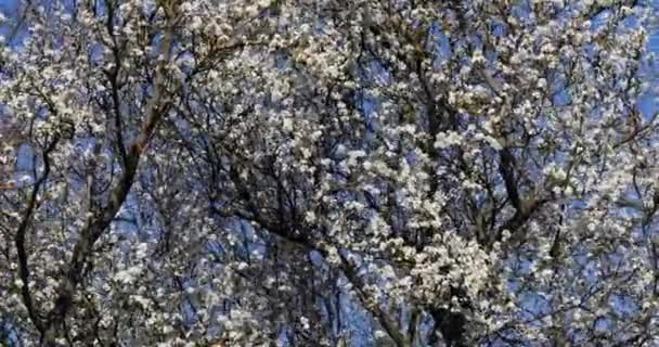 Branch Apple Tree Flowers Normandy Real Time — Stock Video