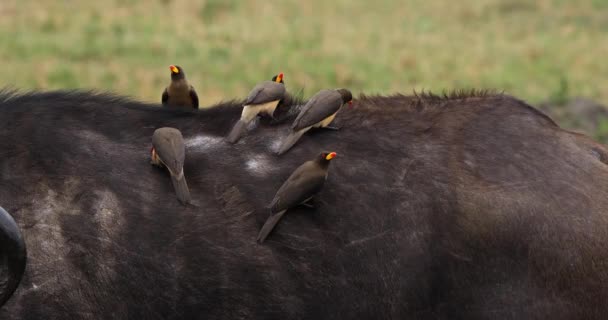 非洲水牛 Syncerus Caffer 成年与黄色记帐 Oxpecker Buphagus Africanus 马赛马拉公园在肯尼亚 真正的时间4K — 图库视频影像