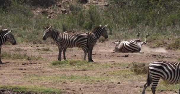 Zebra stepní, equus burchelli, dospělý vstupu vody, Park Masai Mara v Keni, reálném čase