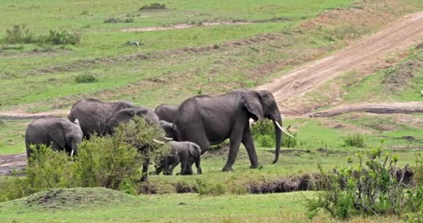 Afrikanska Elefanter Loxodonta Africana Masai Mara Park Kenya Realtid — Stockvideo